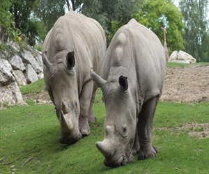 مصر اليوم - وحيد القرن في حدائق بريطانيا مهدد من الصيادين