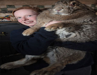   مصر اليوم - رالف يستعيد لقبه كأضخم أرنب في العالم