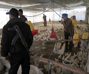   مصر اليوم - الصين تعلن 4 إصابات جديدة بإنفلونزا الطيور