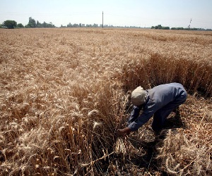   مصر اليوم - القاهرة تخفض واردات القمح بنسبة 10%