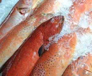   مصر اليوم - تناول الأسماك يطيل أمد الحياة لدى المسنين