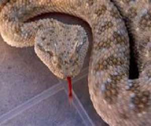   مصر اليوم - أفعى تثير رعب نزلاء مستشفى في الكويت