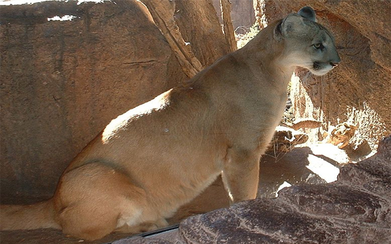 مصر اليوم - صغيرة الكوجر تكشف عن شخصيتها المشاكسة وتعقر حارسها