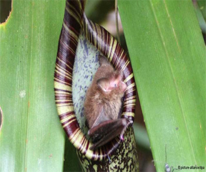 مصر اليوم - لخفافيش تفضل النوم على النباتات الآكلة للحشرات