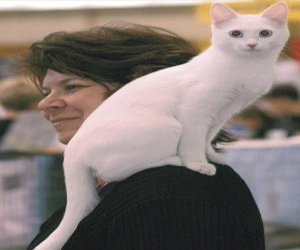   مصر اليوم - بريطانية تخوض معركة قضائية لاستعادة قطتها التي فقدت