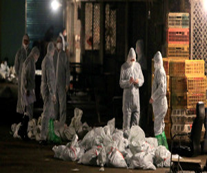   مصر اليوم - شنغهاي تغلق أسواق الدواجن جراء تفشي انفلونزا الطيور