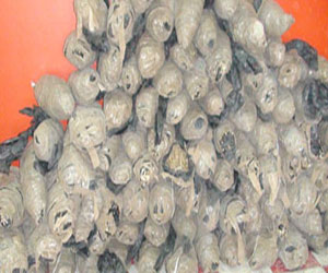   مصر اليوم - ضبط 53 لفافة بانجو داخل منزل عاطل في بنى سويف