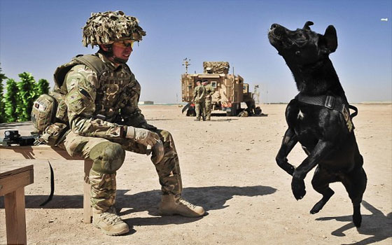   مصر اليوم - كلاب الأثر الكاشفة للمتفجرات تعيش حياة سعيدة في معسكر باستشن في أفغانستان