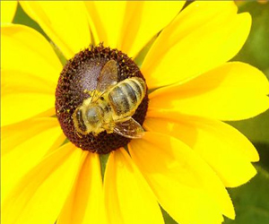 مصر اليوم - دعوة لحظر المبيدات الحشرية المرتبطة بموت النحل