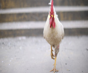 مصر اليوم - اتلاف كميات كبيرة من الطيور في شنغهاي