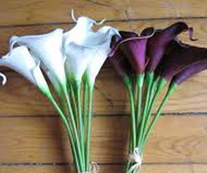   مصر اليوم - مجموعات طلابية تقرر تقديم الزهور إلى مكتب رعاية المصالح المصرية في طهران