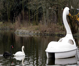 مصر اليوم - قضايا اجتماعية عودة البجعة العاشقة بترا بعد اختفائها لسنوات في ألمانيا