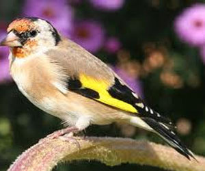 مصر اليوم - طائر الحسون مهدد بالإنقراض في الجزائر