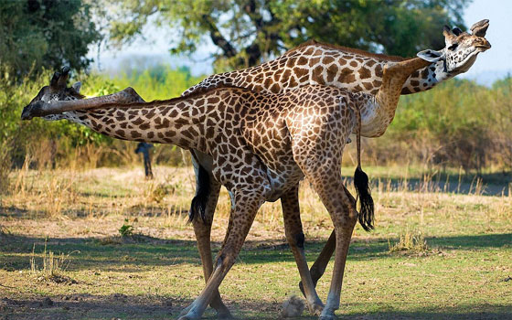 مصر اليوم - ذكران يتصارعان على أنثى في رقصة تانغو