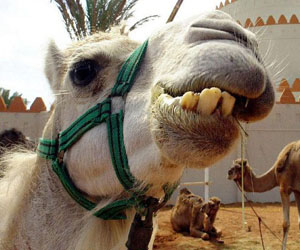   مصر اليوم - جنود ماليون يطبخون جمل الرئيس الفرنسي ويأكلونه