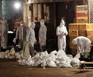   مصر اليوم - الصين: وفاة الضحية الـ 9 جراء الإصابة بفيروس إنفلونزا الطيور إتش 7 إن 9