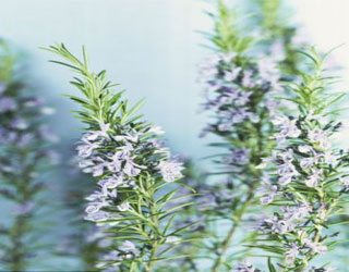 مصر اليوم - دراسة تؤكد رأي شكسبير في فوائد الروزماري