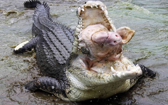مصر اليوم - تمساح يلتهم رأس خنزير كاملة بين فكيه في حديقة مانيلا