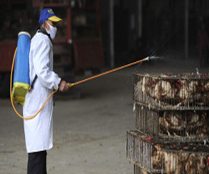   مصر اليوم - الصين: ارتفاع عدد المصابين بانفلونزا الطيور الى 60