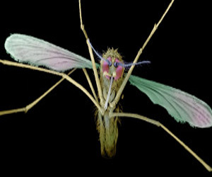   مصر اليوم - علماء يدعون إلى إعادة النظر في تدابير مكافحة الملاريا