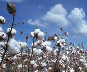 مصر اليوم - زراعة الإسكندرية تناقش تحديات زراعة القطن في مصر