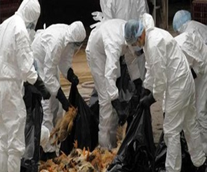   مصر اليوم - اكتشاف فيروس إتش7 إن 9 في المزيد من عينات الدواجن شرق الصين