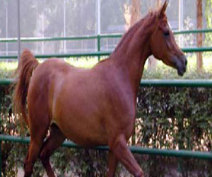   مصر اليوم - إيطاليا تعثر على أثار لحم خيول في 20% من عينات لحم بقري