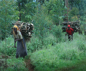   مصر اليوم - سيدة من رواندا تفوز بجائزة أبطال الغابات