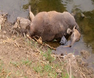   مصر اليوم - الصين: لا علاقة لحادث نفوق الحيوانات وفيروس إتش7 إن9
