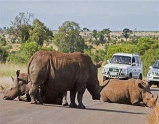   مصر اليوم - وحيد القرن يوقف المرور ساعة كاملة