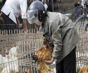   مصر اليوم - الصين تحظر مبيعات الطيور البريّة لمنع انتشار فيروس إتش7 إن 9