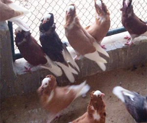   مصر اليوم - إعدام 20 زوج حمام في مطار الغردقة