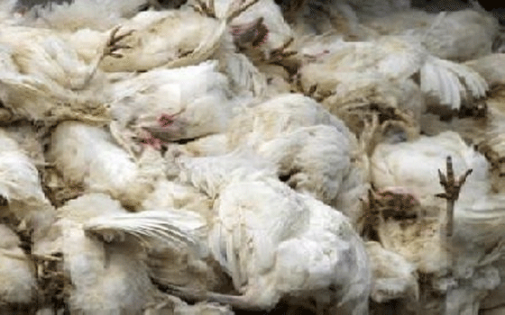 مصر اليوم - فيروس نيوكاسل يُهدد بإغلاق مزارع الدواجن في ليبيا