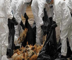   مصر اليوم - ارتفاع إصابات فيروس إتش7 إن9 في الصين إلى 104