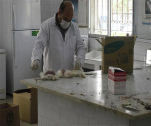   مصر اليوم - فيروس نيوكاسل يُهدد بإقفال مزارع الدواجن في ليبيا