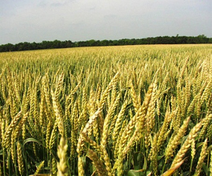   مصر اليوم - محافظ أسيوط : 215 ألف فدان قمح منزرعة في أسيوط