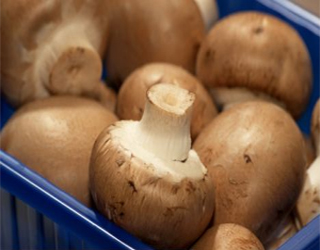 مصر اليوم - الفطر المعرض لأشعة الشمس يُقوي العظام