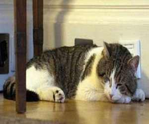 مصر اليوم - وزير الخزانة البريطاني يطبّق اجراءات التقشف على هرته