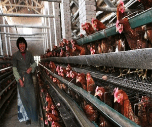   مصر اليوم - الصحة العالمية تنفي انتقال الإنفلونزا الجديدة بين البشر