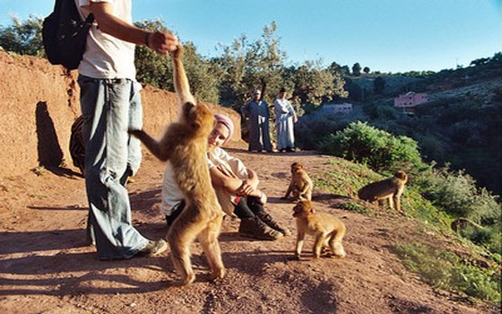   مصر اليوم - المغاربة يتضامنون من أجل حماية القرد زعطوط من الانقراض