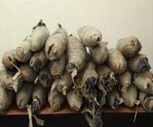   مصر اليوم - ضبط عاطل وبحوزته 37 كغم من مخدر البانجو و160 قرصًا مخدرًا في أسوان