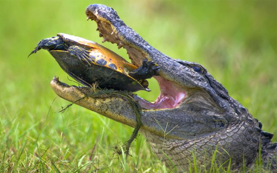 مصر اليوم - سلحفاة تنجو بعد 15 دقيقة من هجوم التمساح لكسر قشرتها الخارجية