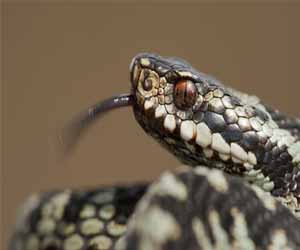   مصر اليوم - أفلام ألمانية تحصد جوائز مهرجان أبو ظبي الدولي لأفلام البيئة