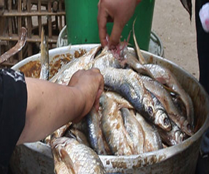   مصر اليوم - علاج تسمم الفسيخ يكلف الخزانة ‏100‏ ألف جنيه