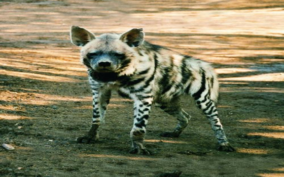 مصر اليوم - رأس الضبع الواحد في المغرب يصل إلى 12 ألف دولار