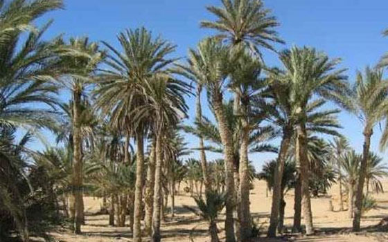 مصر اليوم - بدء حملة مكافحة مرض سوسة النخيل في الأقصر