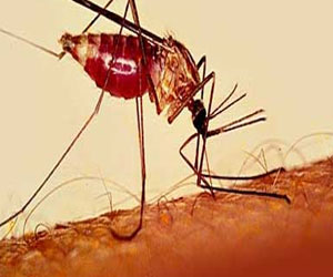   مصر اليوم - خبراء: تغيرات المناخ تظهر مرض الملاريا