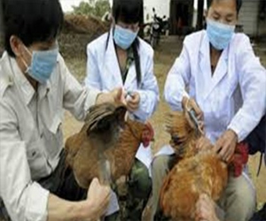   مصر اليوم - ارتفاع عدد ضحايا سلالة اتش 7 ان 9 في الصين إلي 31