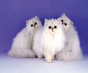 مصر اليوم - حيوانات بريطانيا الأليفة تُعاني من زيادة الوزن