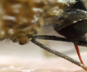   مصر اليوم - إكتشاف سلالة من البكتريا تجعل البعوض مقاومًا للملاريا